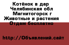 Котёнок в дар. - Челябинская обл., Магнитогорск г. Животные и растения » Отдам бесплатно   